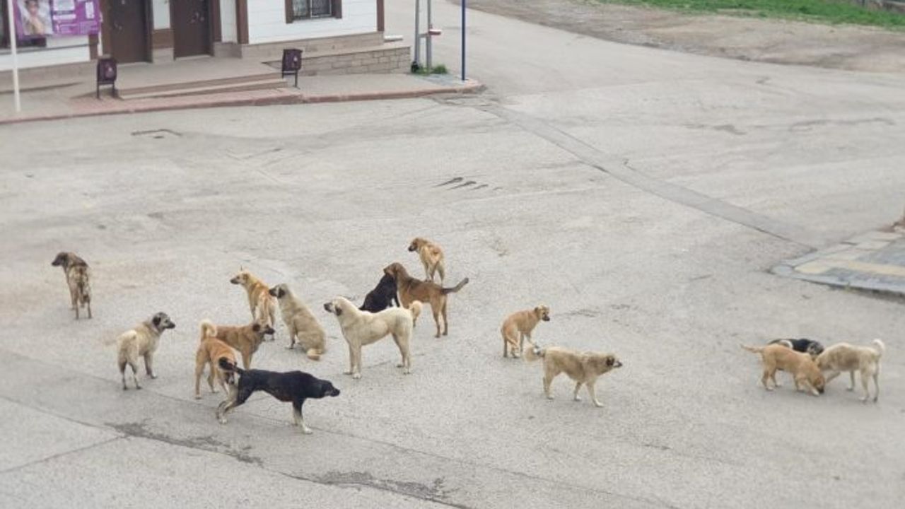 Kırıkkale'de Artan Sokak Köpekleri Tehlikesi