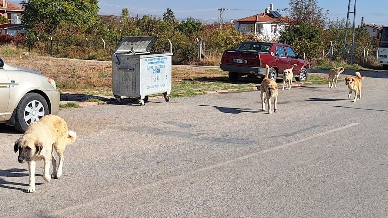 Bahşılı’da Köpekler Vatandaşları Endişelendiriyor