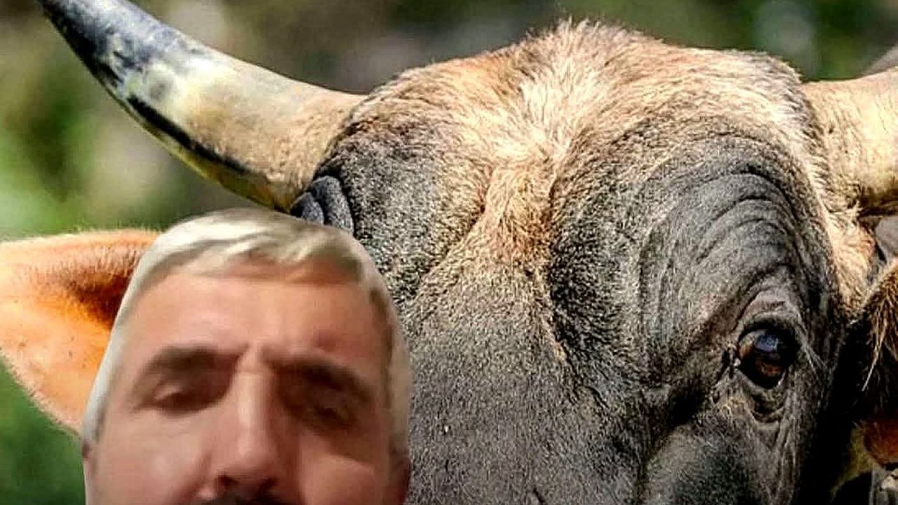 Beslediği öküz  ölümüne sebep oldu