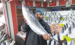 20 kiloluk Ton balığını kim yiyor ?