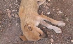 Kırıkkale'de Köpek katili yakalandı