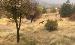 Aç kurtlar Bahşılı'ya indi