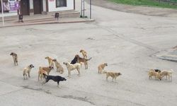 Kırıkkale'de Artan Sokak Köpekleri Tehlikesi