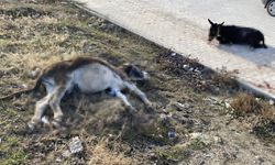 Yola çıkan başıboş eşeklere tır çarptı.