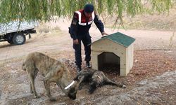 Kırıkkale'de Jandarma, Sahipsiz Köpekleri Gece Kazalara Karşı Koruyor