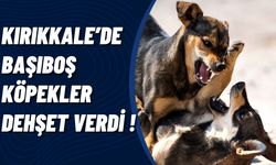 Kırıkkale'de başıboş köpek dehşeti
