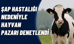 KIRIKKALE İL TARIM VE ORMAN MÜDÜRLÜĞÜ,HAYVAN PAZARINI DENETLİYOR