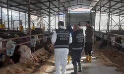 Kırıkkale'de hayvanlara şap aşısı yapılıyor