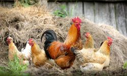 Kırıkkale'de 36 adet tavuk çalındı