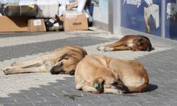 Yaylacık'da Köpek Korkusu