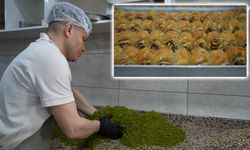 Baklavalar Bayram Sofraları İçin Hazırlanıyor