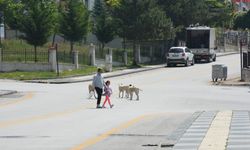Parkta Yürüyen Vatandaş  Köpeklerin Saldırısına Uğradı