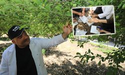 Kırıkkale’de Elmada Biyolojik Mücadele Başladı