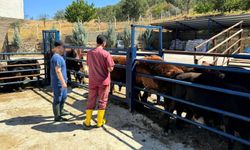 İthal Büyükbaş Hayvanlar  Üreticilere Teslim Edildi