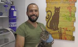 "Kedi Virüsü Gebeliği Sonlandırabilir"