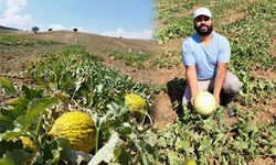 Hodar  Kavunları 'Bal Gibi...'