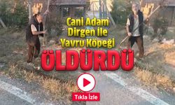 Cani Adam Elindeki Dirgen İle Yavru Köpeği Öldürdü