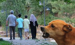 Başıboş Köpek Saldırıları Çığ Gibi Büyüyor