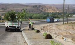 Yahşihan caddeleri ağaçlandırıyor