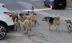 Bahşılı TOKİ Sakinlerinden Sokak Köpekleri Şikayeti