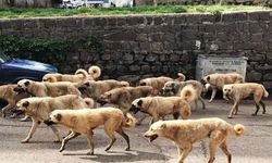 Bahşılı’da Başıboş Köpek Sorunu: Vatandaşlar Tepkili