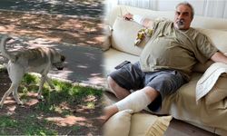 Başıboş Köpek Faciası: 76 Dikiş Atıldı