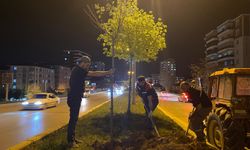 Şehir Ihlamurla Güzelleşiyor