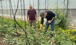 Kırıkkale’de Seralarda Biyolojik ve Biyoteknik Mücadele Sürüyor