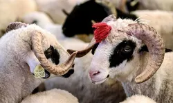 Kurban Bayramı Tatili Uzayacak mı? Beklenen Açıklama Geldi