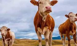 Kurban Bayramı'na Sayılı Gün Kaldı... Kurbanlık Hayvan Düzeyi Yeterli Mi?