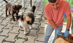 Bahşılı’da Minik Dostlara Şefkat Eli