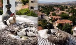 Bahşılı’nın Misafiri Yine Geldi: Leylek Ailesi Yuvada