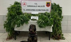 Sulakyurt’ta Yasaklı Madde Operasyonu: 2 Gözaltı