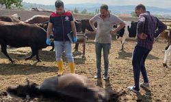 Yıldırım 6 Can Aldı: Hayvanlar Telef Oldu