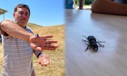 Bu Böceği Öldürmenin Cezası 557 Bin TL