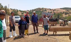 Bahşılı’da Küçükbaş Hayvan Ölümleri İnceleme Altında