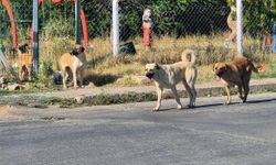 Bahşılı’da Parkta Başıboş Köpekler Korkutuyor