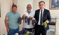 Delice üzümü bir harika