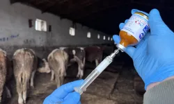 Kırıkkale’de Şap Aşılama Programı Aralıksız Sürüyor
