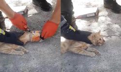 Kafası Plastik Kavanoza Sıkışan Kediyi İtfaiye Kurtardı