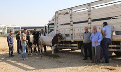 Kırıkkale Hayvan Pazarı Yeniden Açıldı