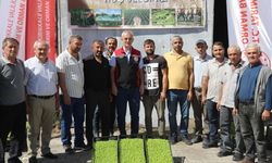 Kırıkkale’de Üreticilere 41 Bin 825 Marul Fidesi Dağıtıldı