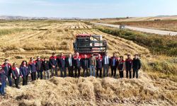 Bereketli Hasat: Çeltik Üreticisi Yüz Güldürdü