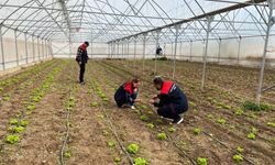 Marul ve Ispanak Üretimi İçin Saha Çalışmaları Yapıldı