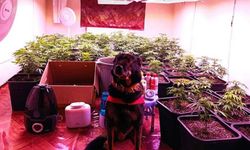 Ev Değil, Seraymış! Kenevir Yetiştirirken Yakalandı