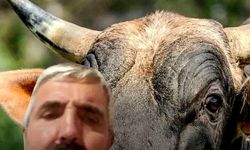 Beslediği öküz  ölümüne sebep oldu