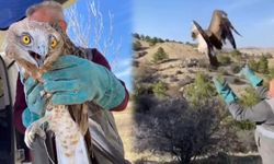 Kırıkkale’de Yılan Kartalı Yeniden Doğaya Döndü
