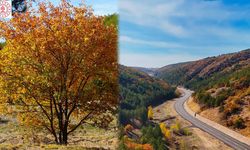 Sulakyurt Kayalıdere’de Sonbaharın Büyüsü