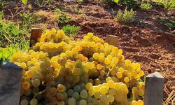 Delice Üzümü Bu Yıl Yine Revaçta