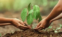 Bu Yıl 550 Milyona Yakın Fidan Toprakla Buluşacak